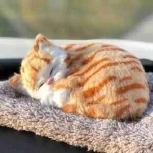 Sleeping Cute Cat